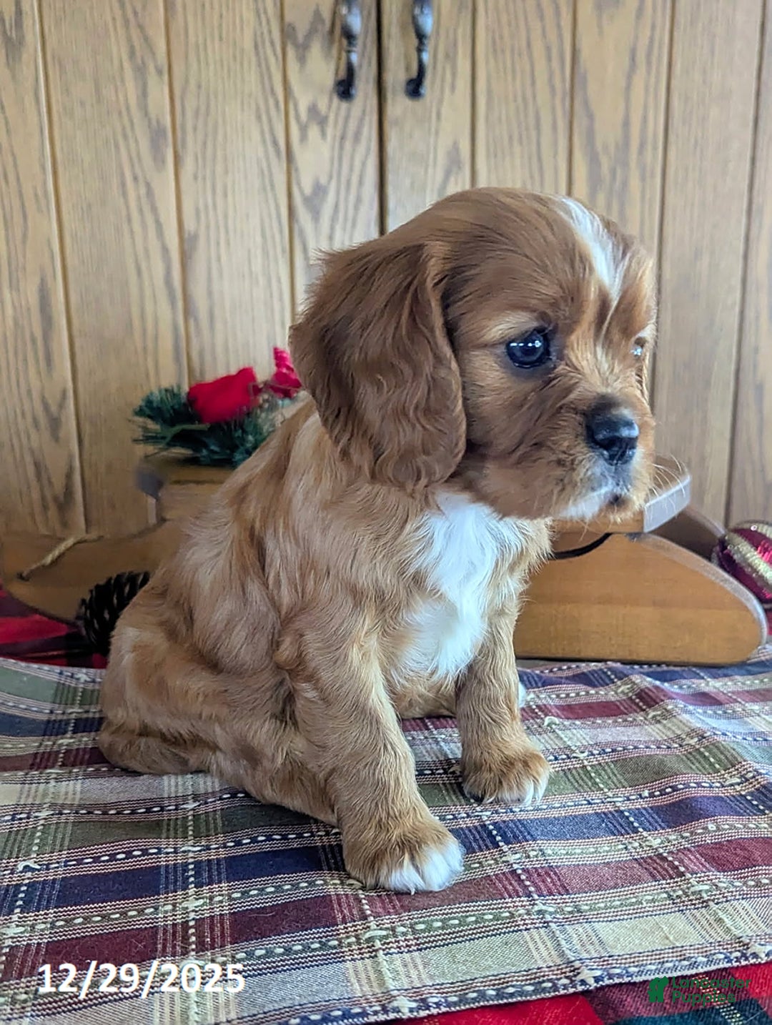 Cavalier King Charles Spaniel dogs for sale: Fred - Ad 5