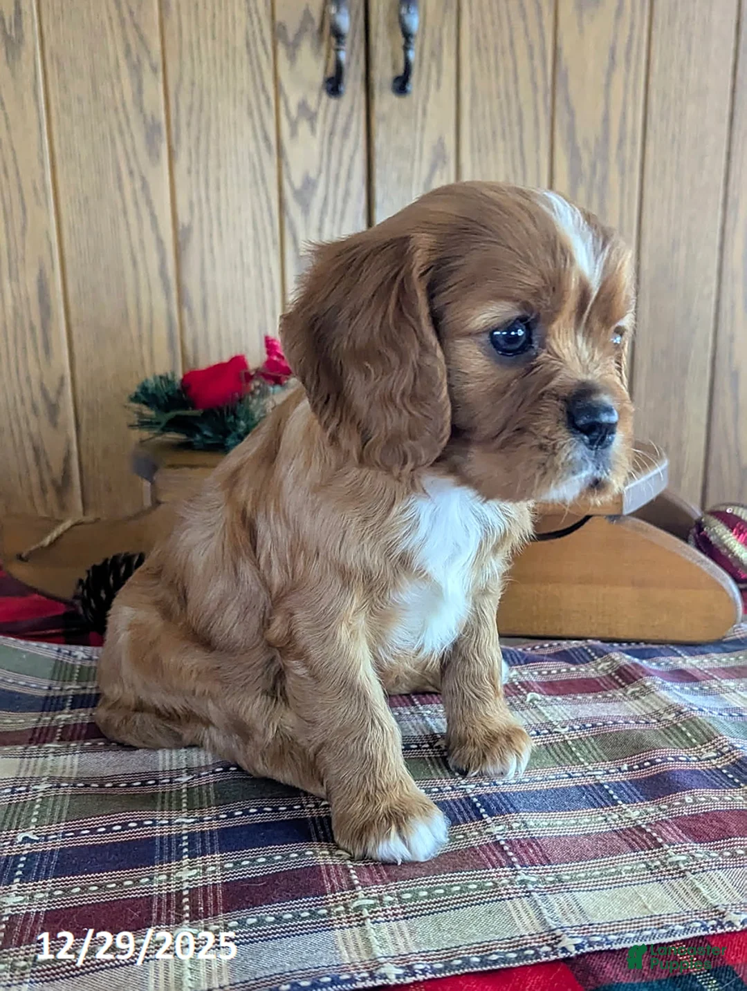 Cavalier King Charles Spaniel dogs for sale: Fred - Ad 5