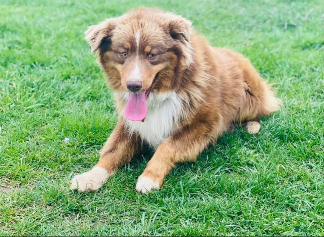 Aussiedoodle dogs for sale: Butter Ball - Ad 9