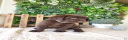 Labrador Retriever dogs for sale: Autumn - Ad 3