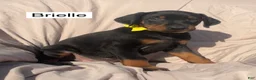 Doberman Pinscher dogs for sale: Brielle - Ad 6
