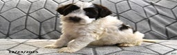 Portuguese Water Dog dogs for sale: Dazzle  - Ad 12