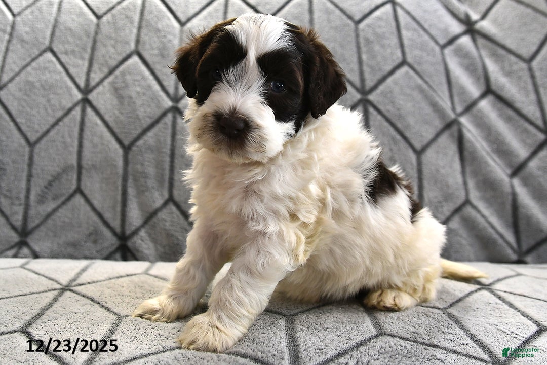 Portuguese Water Dog dogs for sale: Dazzle  - Ad 12