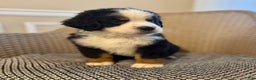 Bernese Mountain Dog dogs for sale: Teddy - Ad 4