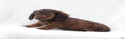 Miniature Dachshund dogs for sale: Peter - Ad 5