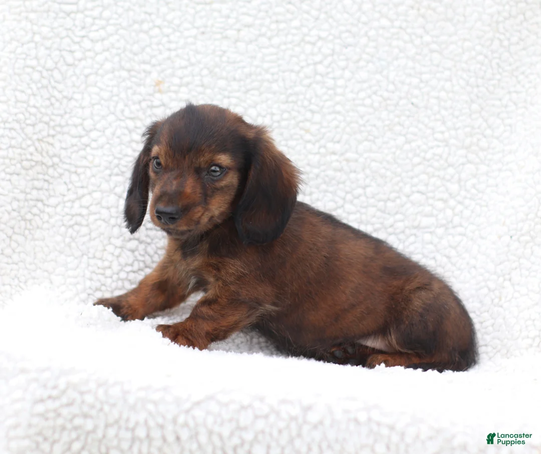 Miniature Dachshund dogs for sale: Peter - Ad 5