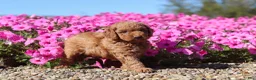 Mini Goldendoodle dogs for sale: Poppy - Ad 8