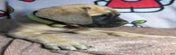 English Mastiff dogs for sale: Duke (Green) - Ad 2