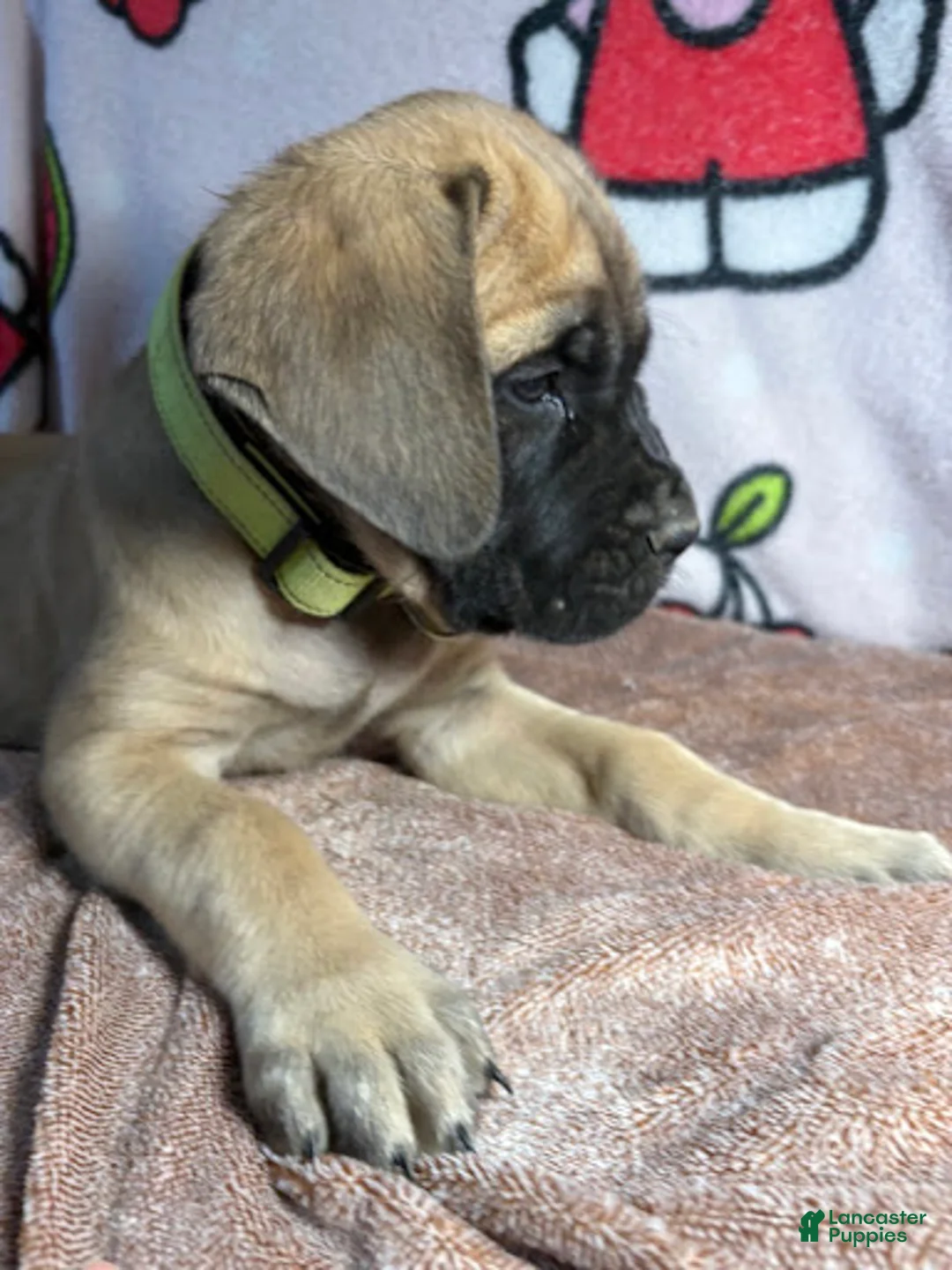 English Mastiff dogs for sale: Duke (Green) - Ad 2
