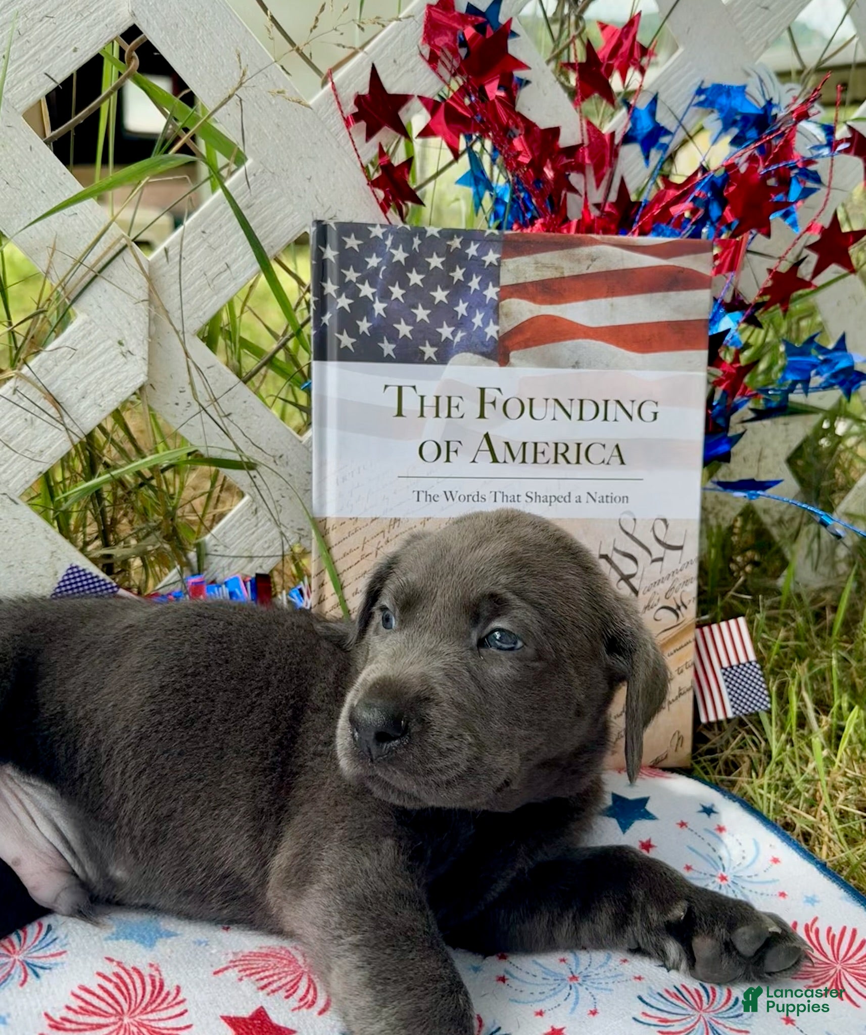 Labrador Retriever dogs Knox - Ad 2