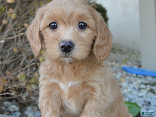 Mini Goldendoodle dogs - Ad 8