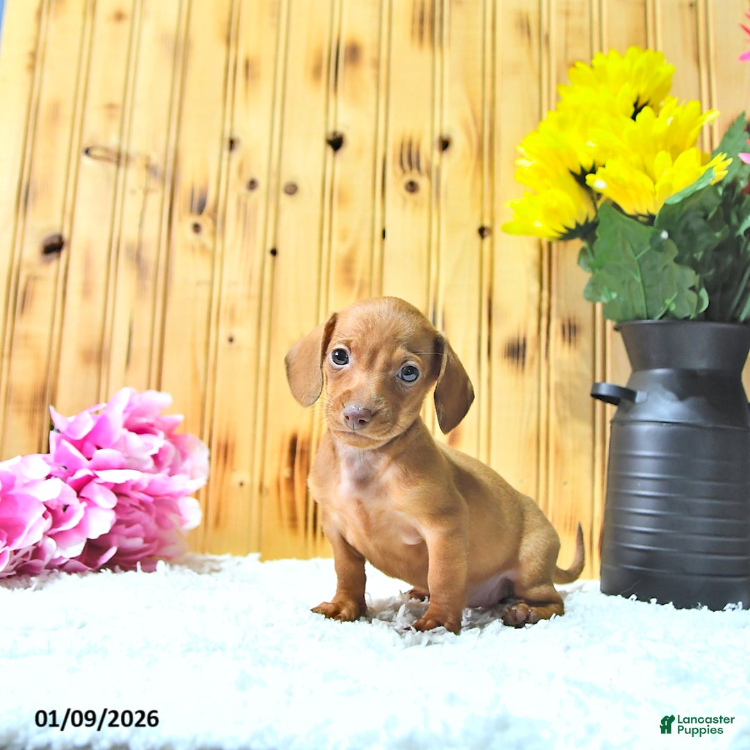 Miniature Dachshund dogs for sale: Mindy - Ad 1