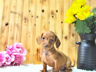 Miniature Dachshund dogs Mindy - Ad 35