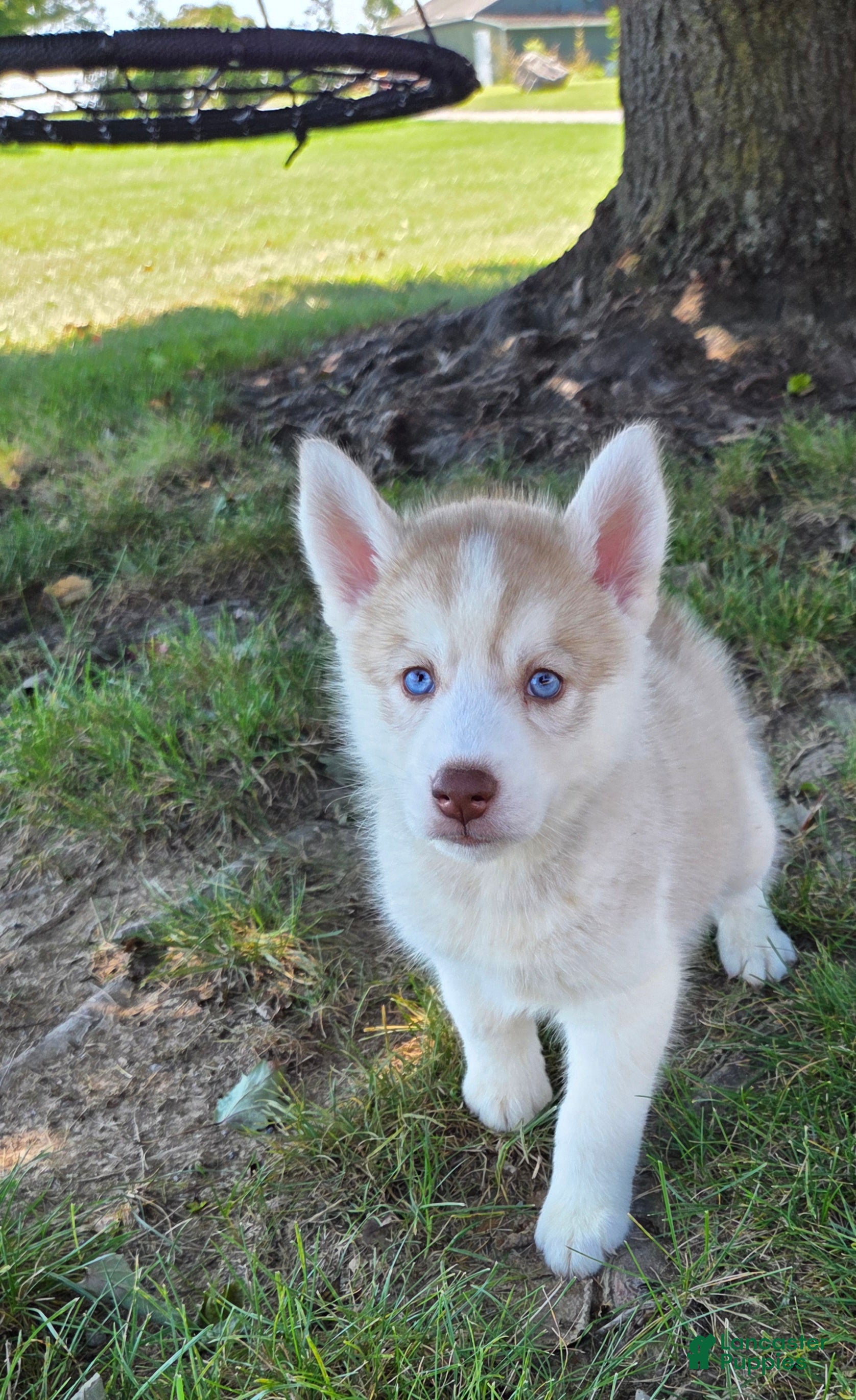 Siberian Husky dogs Galaxy - Ad 1