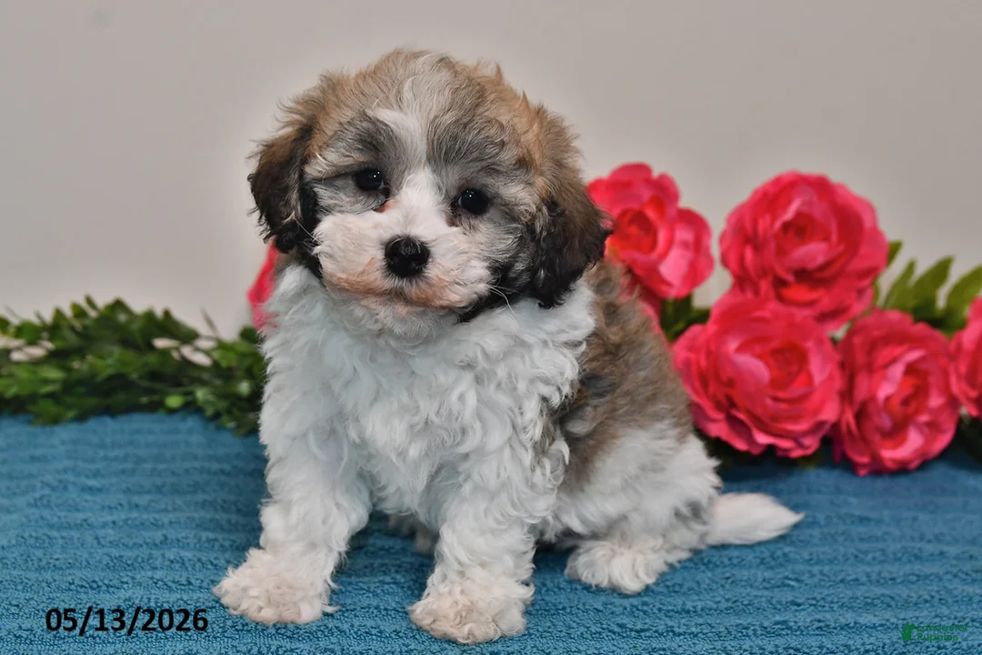 Havanese dogs for sale: Riley - Ad 1