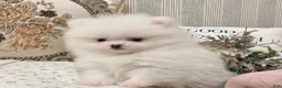 Pomeranian dogs for sale: Grace - Ad 3