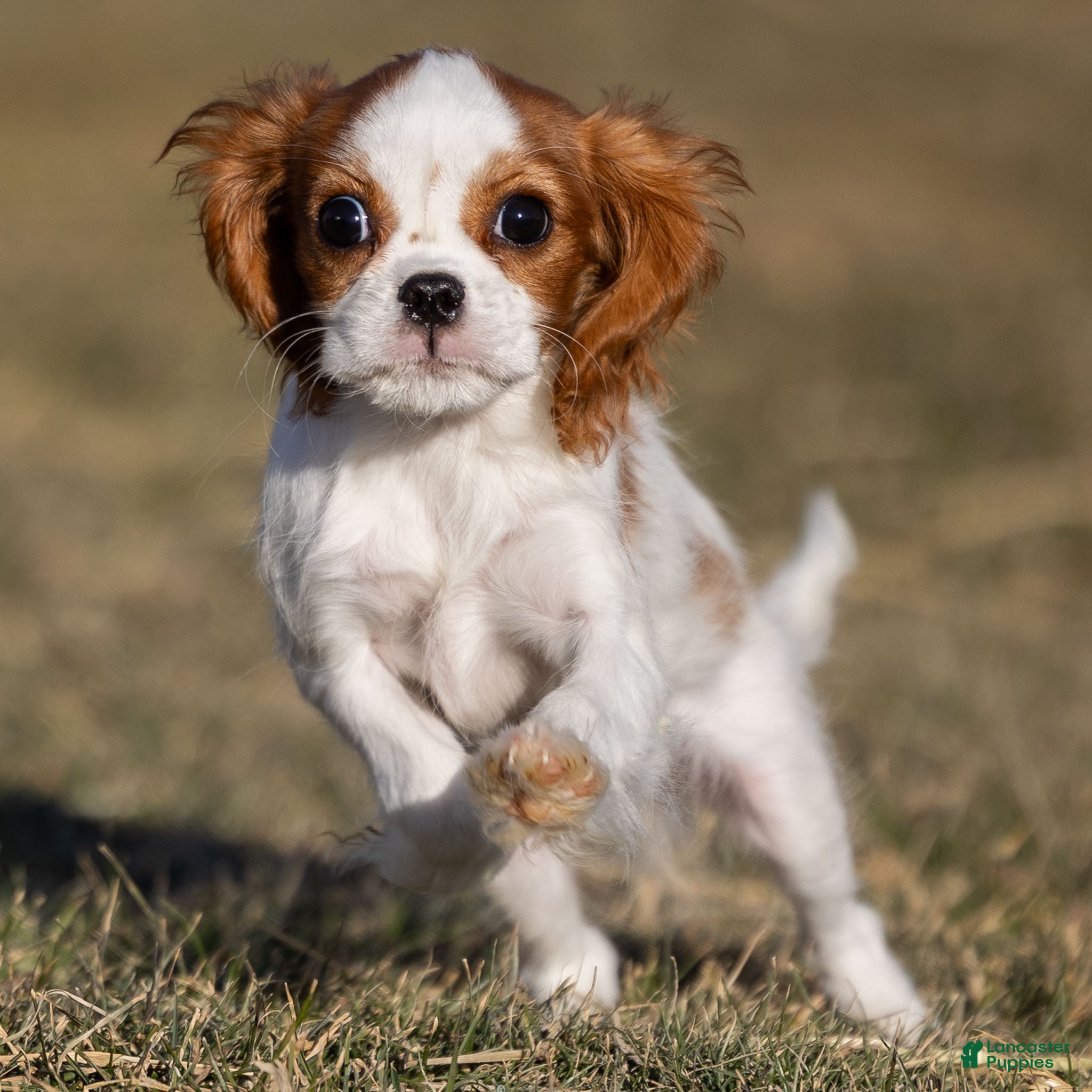 Cavalier King Charles Spaniel dogs Zina - Ad 36