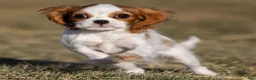 Cavalier King Charles Spaniel dogs for sale: Zina - Ad 1