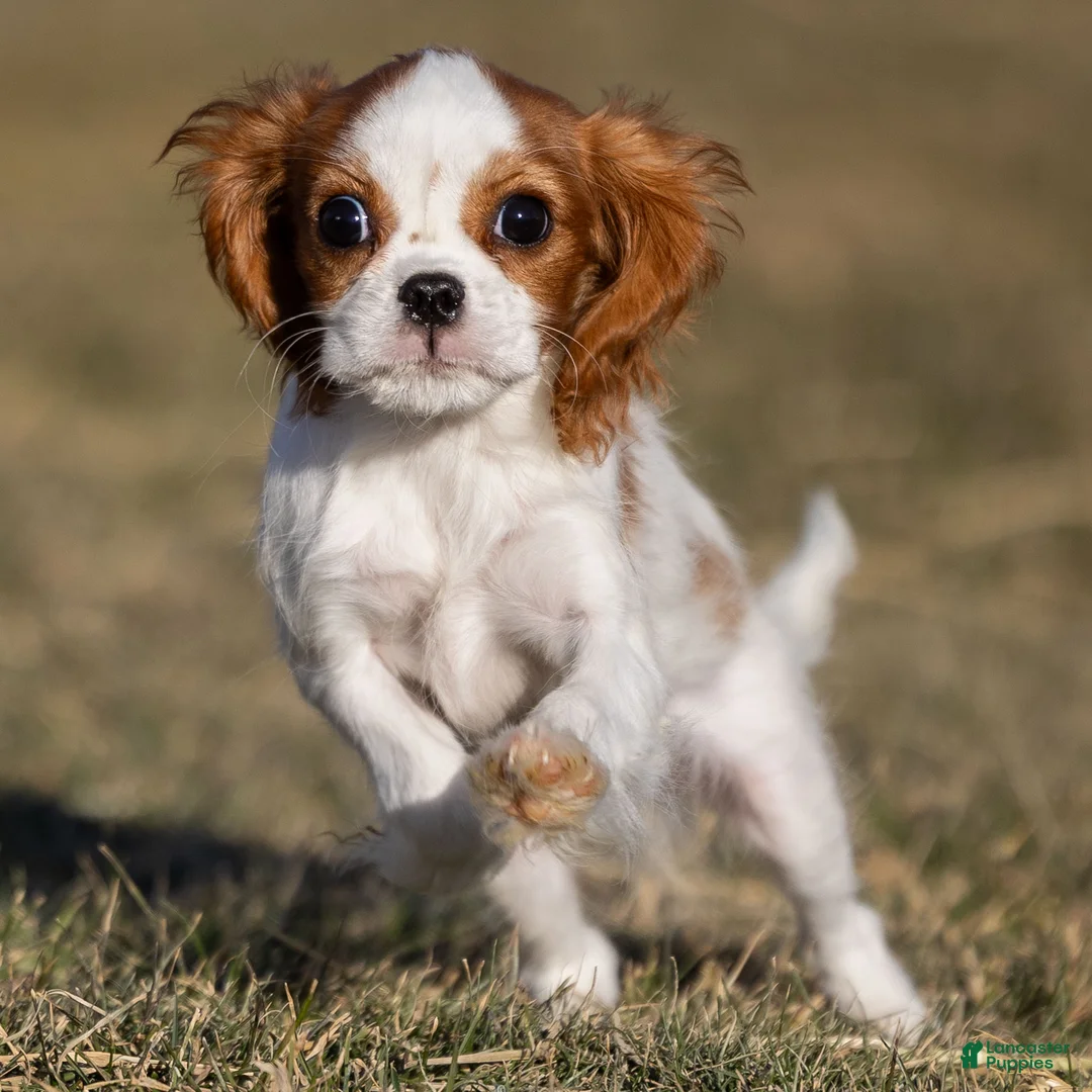 Cavalier King Charles Spaniel dogs for sale: Zina - Ad 1