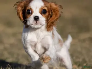 Cavalier King Charles Spaniel dogs Zina - Ad 40