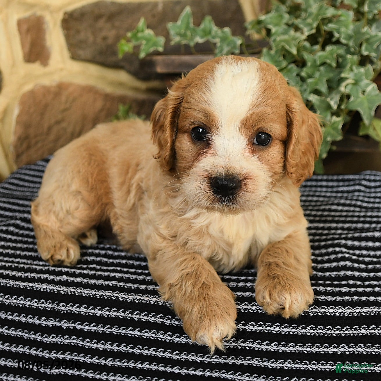 Cockapoo dogs Maxwell - Ad 2