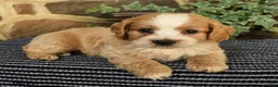 Cockapoo dogs for sale: Maxwell - Ad 2