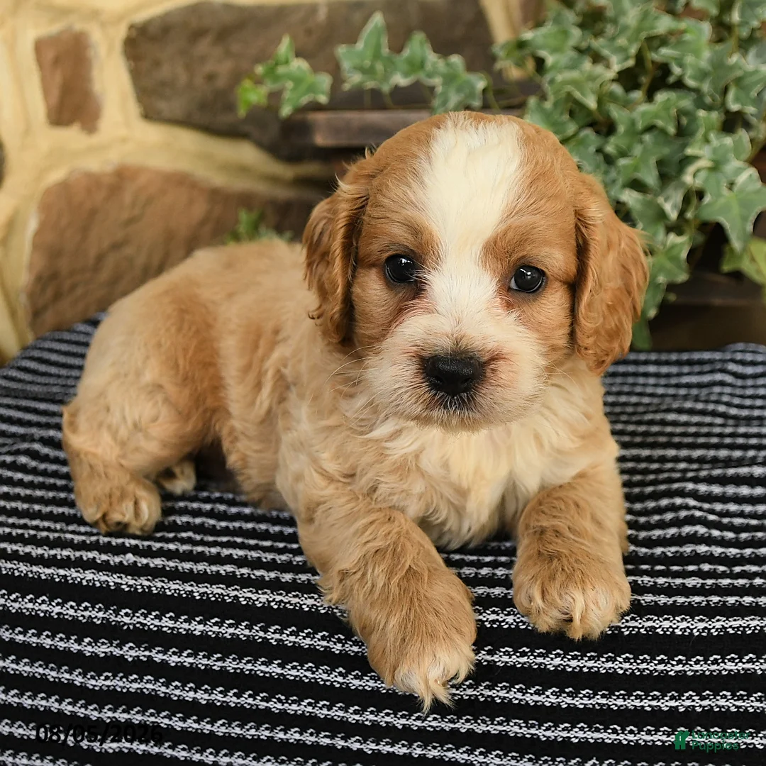 Cockapoo dogs for sale: Maxwell - Ad 2