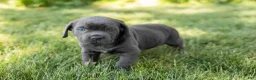 Cane Corso dogs for sale: Sarge  - Ad 4