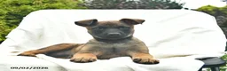 Mixed Breed dogs for sale: Mocha - Ad 3