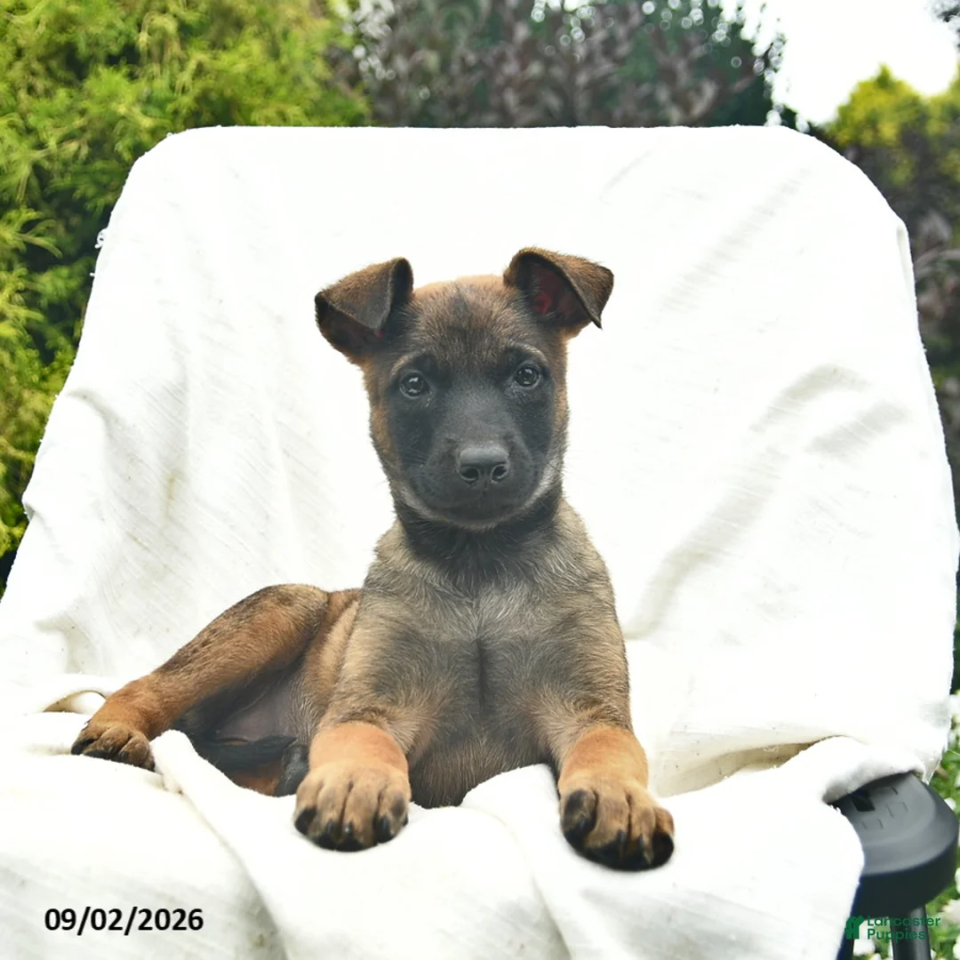 Mixed Breed dogs for sale: Mocha - Ad 3