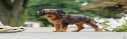 Cavapoo dogs for sale: Indy - Ad 12