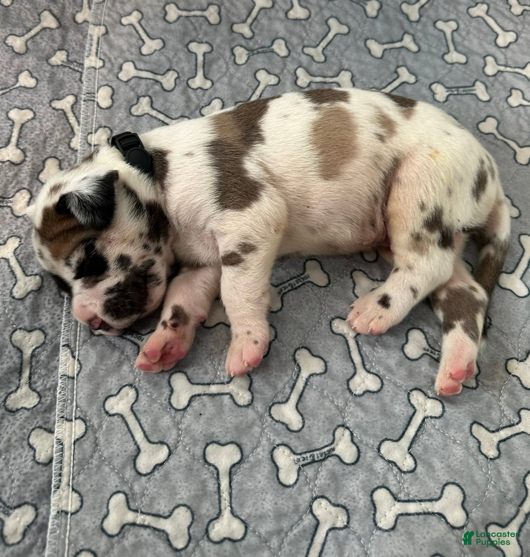 Great Dane dogs for sale: Brown/Black Collar - Ad 2