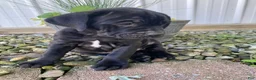 Cane Corso dogs for sale: Jeriah - Ad 9
