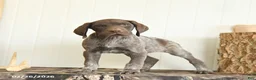 German Shorthaired Pointer dogs for sale: Dune - Ad 3
