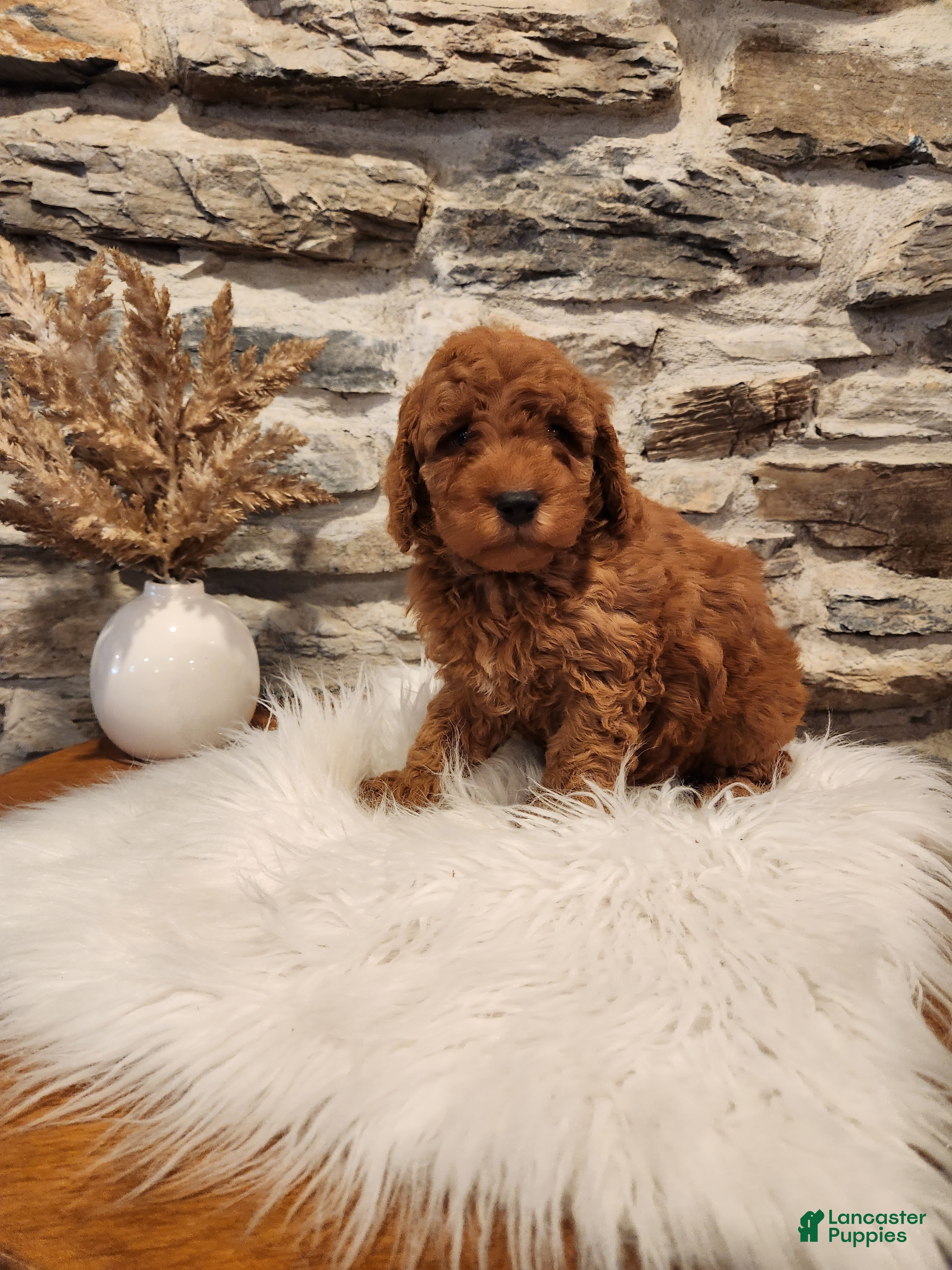 Mini Goldendoodle dogs BAXTER - Mini Goldendoodle Puppy 4 - Ad 1