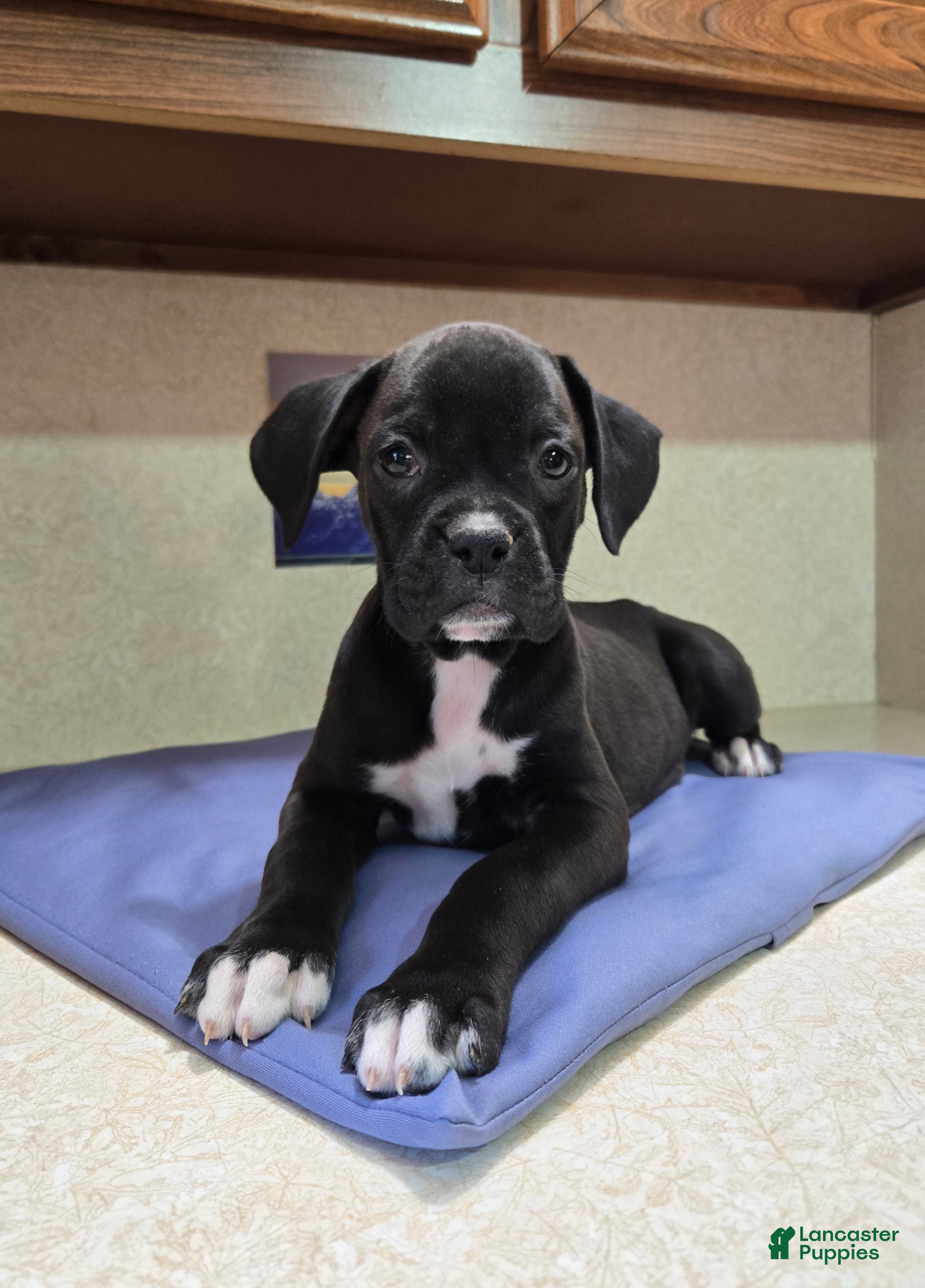 Boxer dogs Boxer 1 - Ad 2