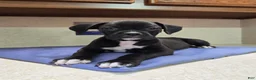 Boxer dogs for sale: Boxer 1 - Ad 2