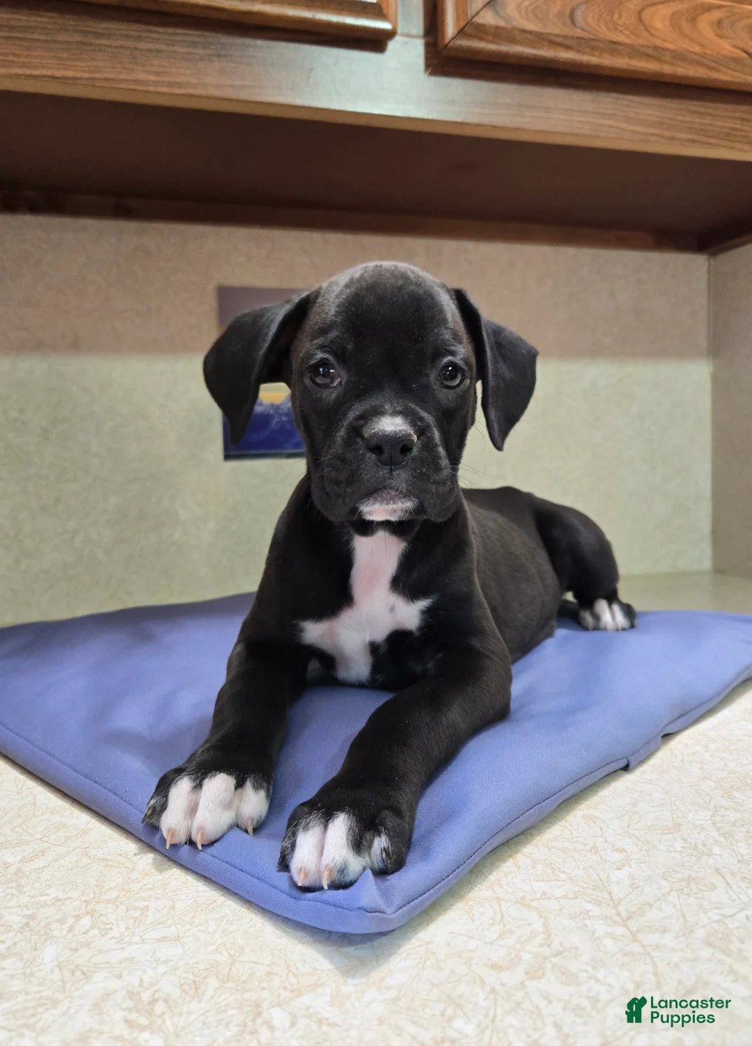 Boxer dogs for sale: Boxer 1 - Ad 2