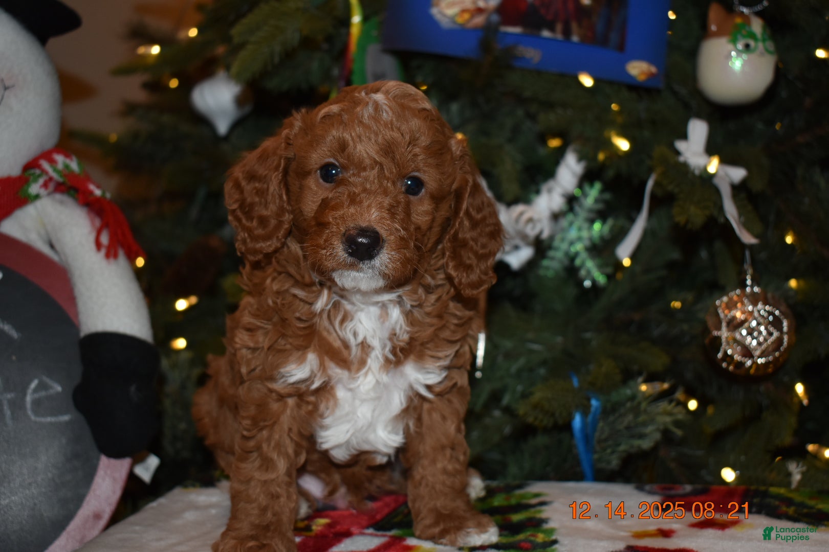 Cavapoo dogs Chocolate  - Ad 1
