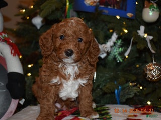 Cavapoo dogs Chocolate - Ad 1