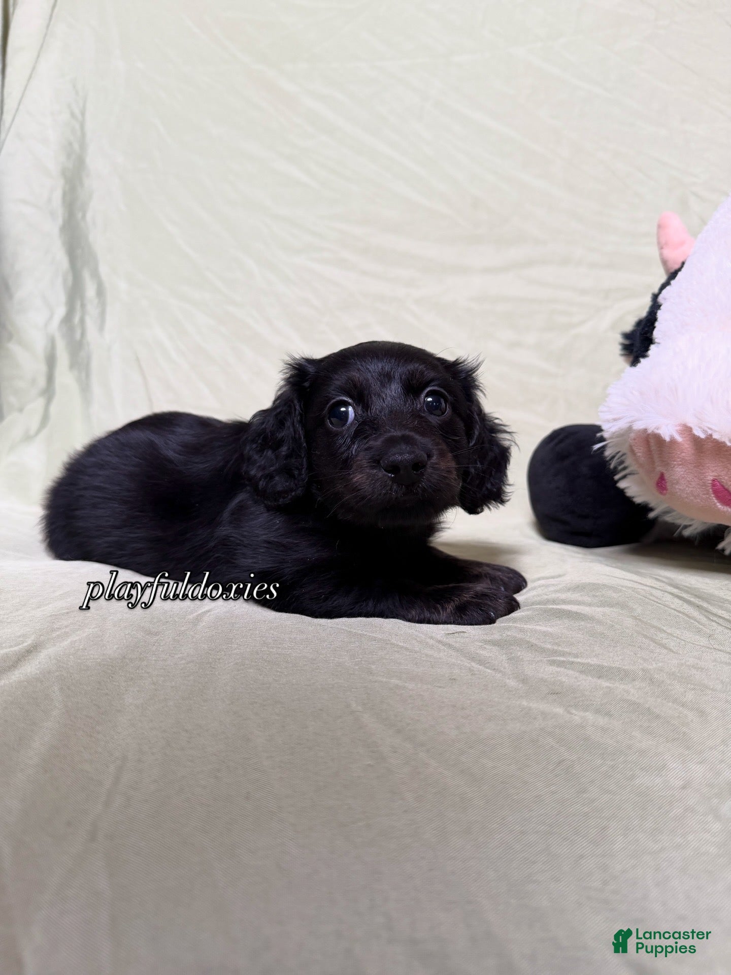 Miniature Dachshund dogs Long Haired Black & Brindle Male AKC 70 - Ad 9
