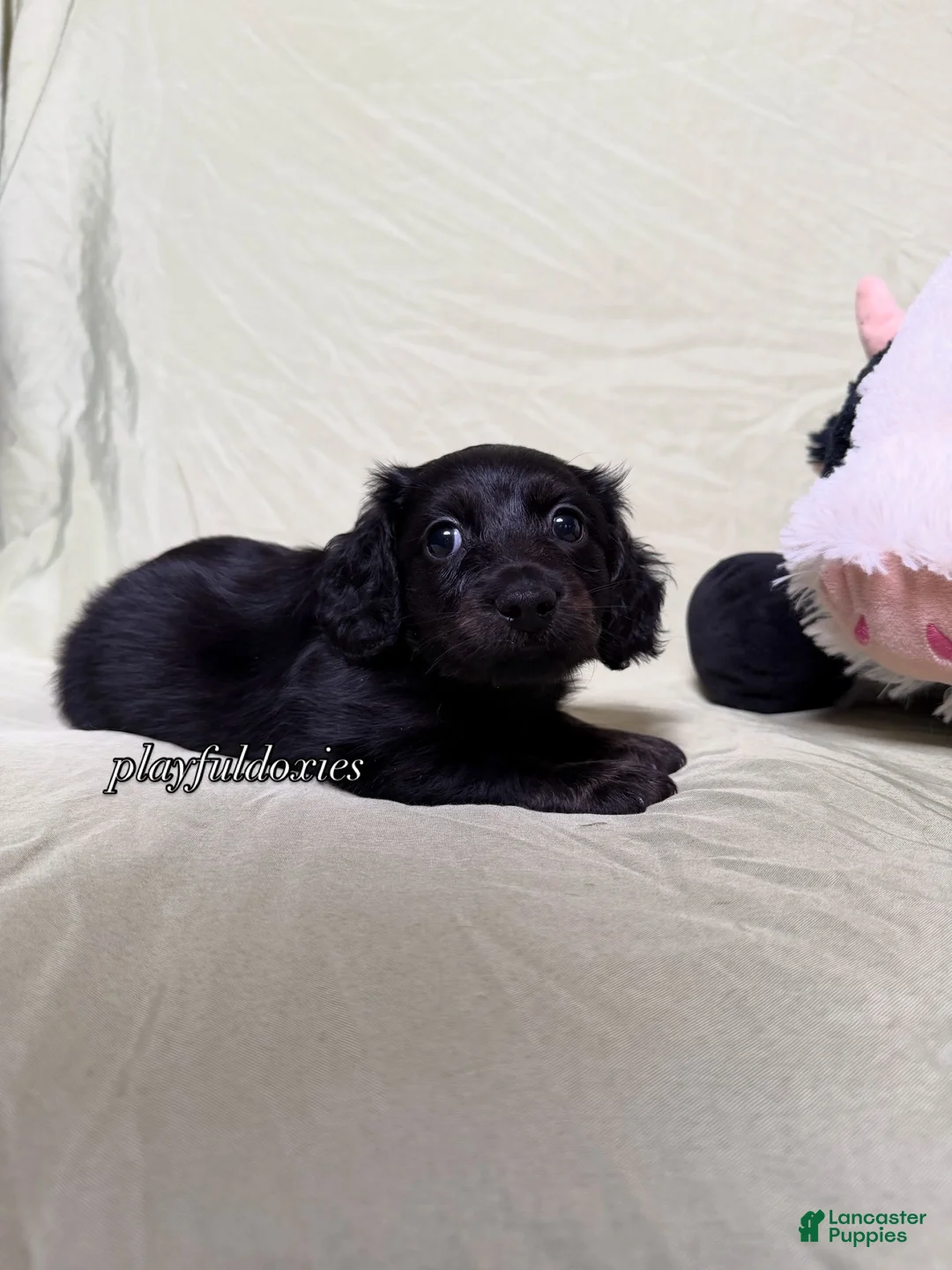 Miniature Dachshund dogs for sale: Long Haired Black & Brindle Male AKC 70 - Ad 1