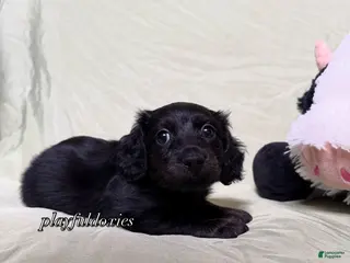 Miniature Dachshund dogs Long Haired Black & Brindle Male AKC 70 - Ad 36
