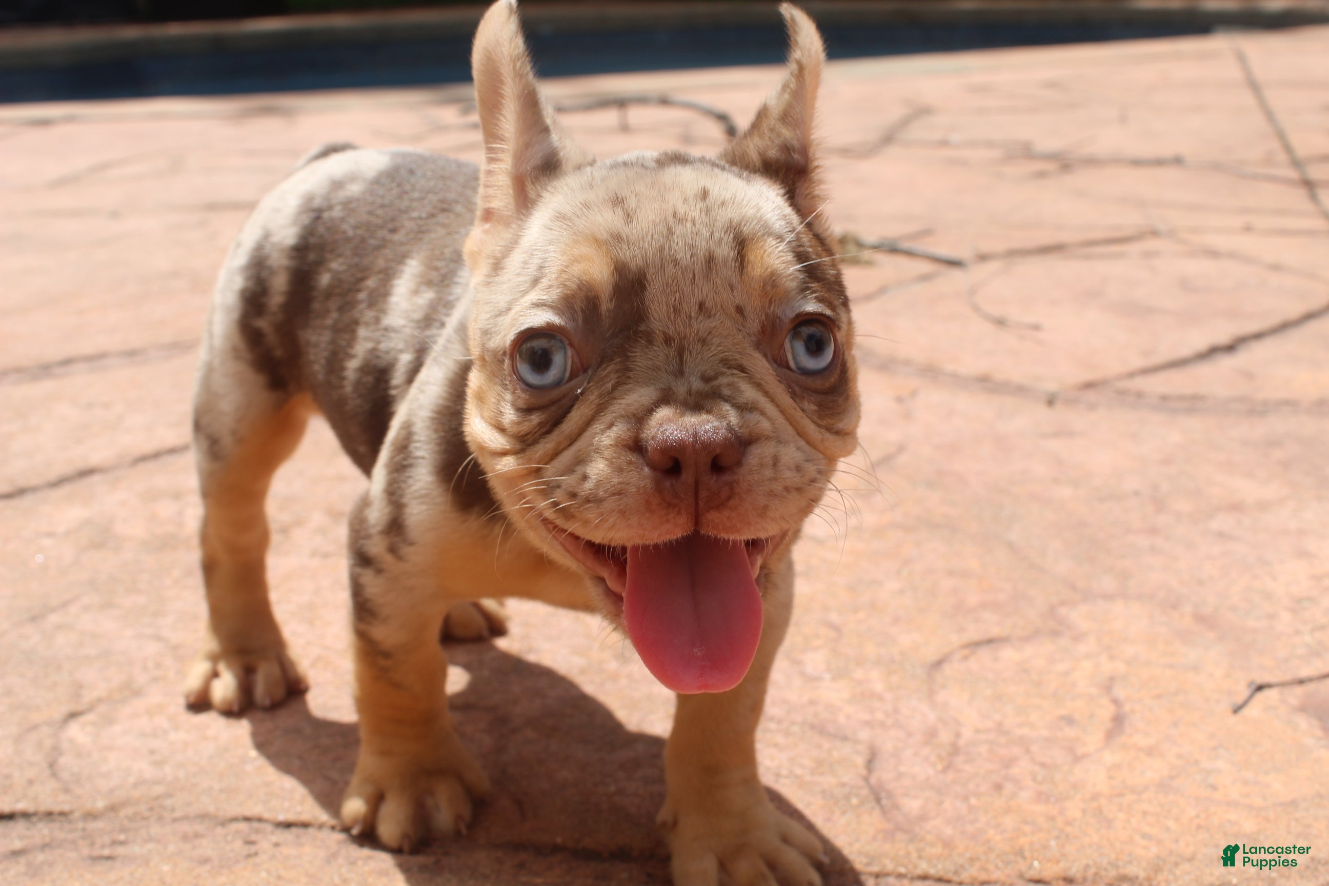French Bulldog dogs MARY from SHE DEVIL - Ad 1