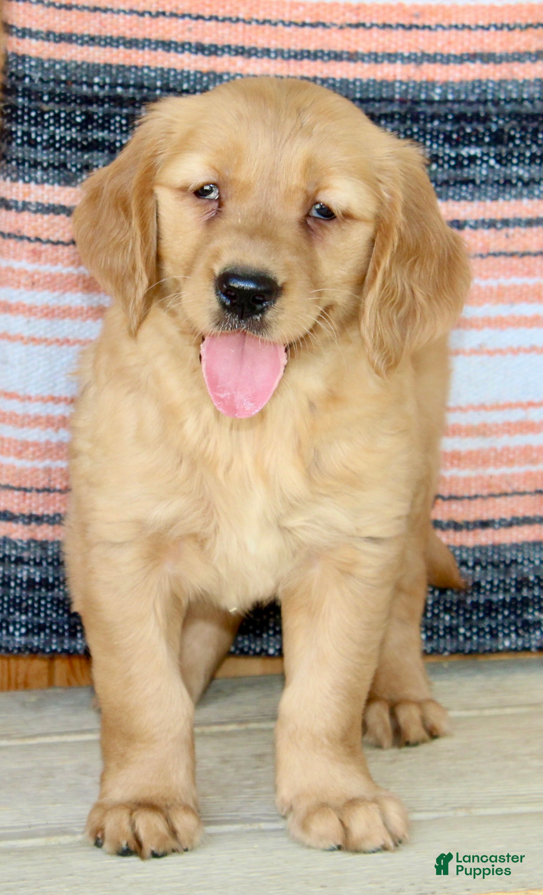 Golden Retriever dogs Gabbie - Ad 1