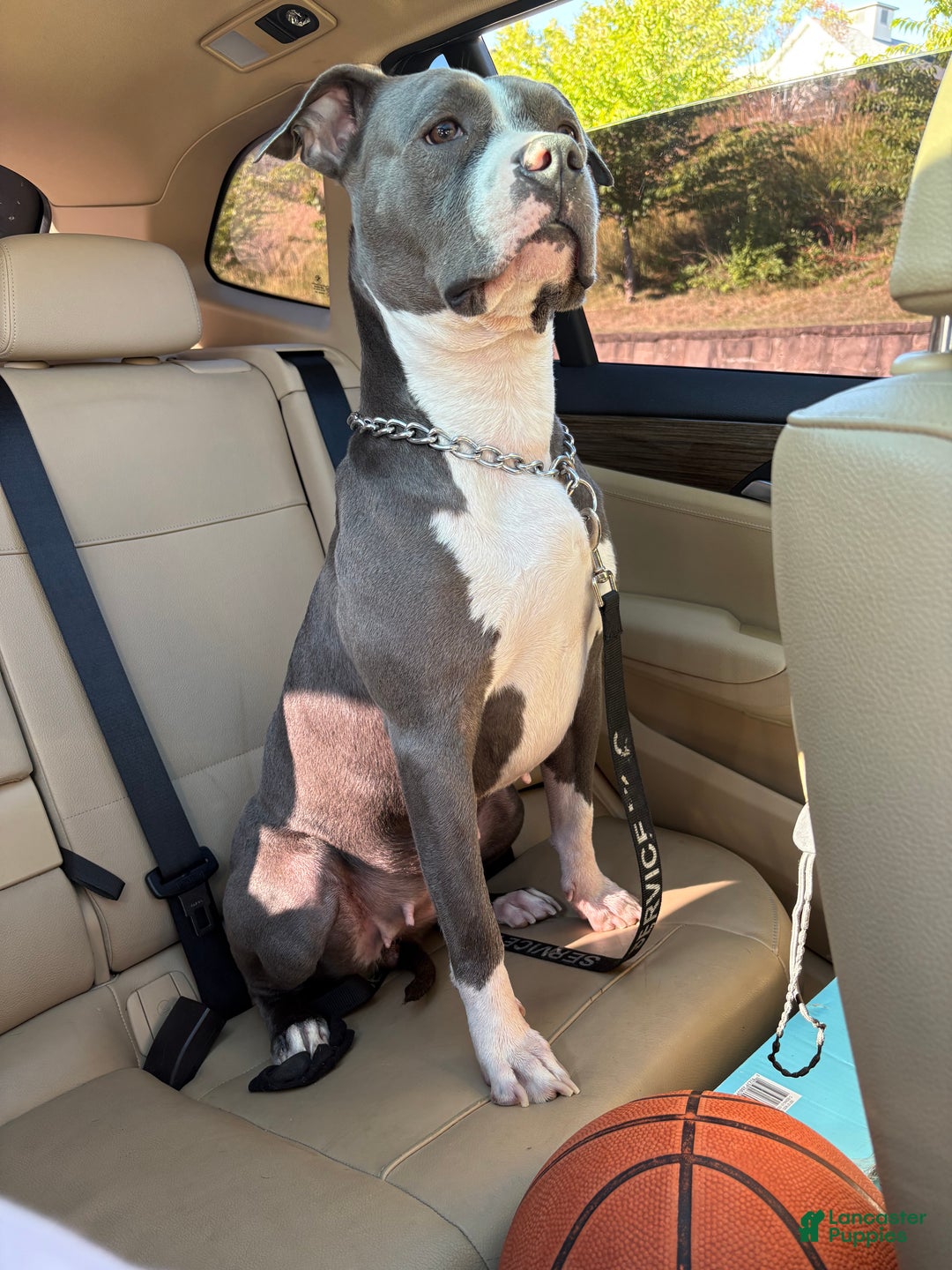 Mixed Breed dogs for sale: BullyPit (Ty) - Ad 2