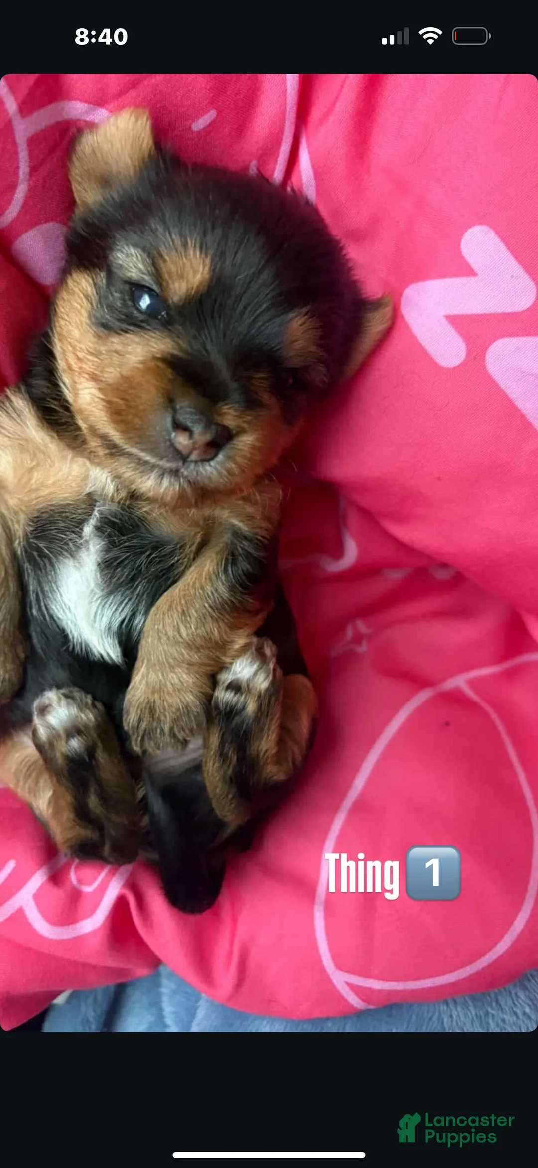 Yorkshire Terrier dogs for sale: Yorkshire Terrier Puppy 2 - Ad 1