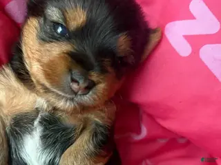 Yorkshire Terrier dogs Yorkshire Terrier Puppy 2 - Ad 3