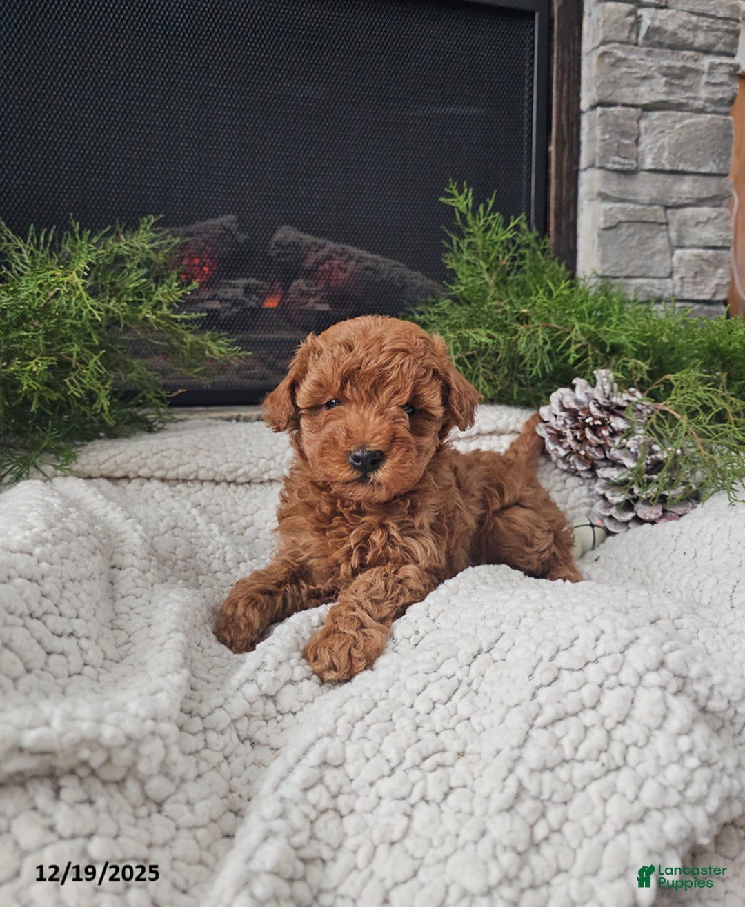 Mini Goldendoodle dogs for sale: Bee - Ad 4