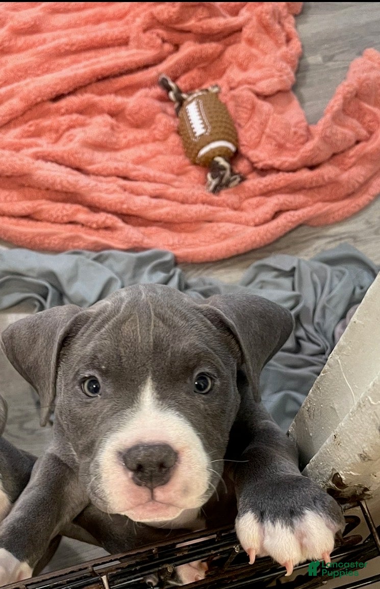 American Bully dogs American Bully Puppy 5 - Ad 1